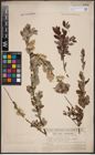 Foto von Salix aurita L. x Salix myrtilloides L.